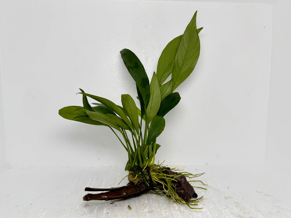 * Plants* Anubias Nana On Spiderwood #49