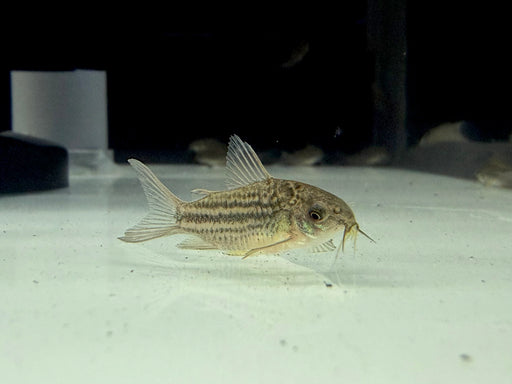 * Corydoras * Gastrodermus Napoensis