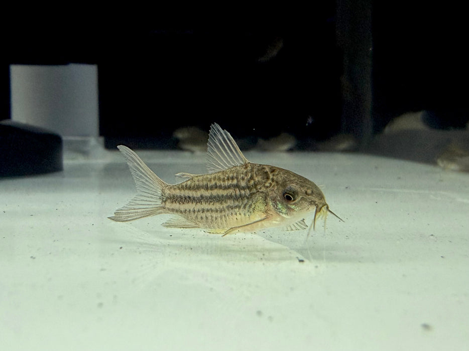 * Corydoras * Gastrodermus Napoensis
