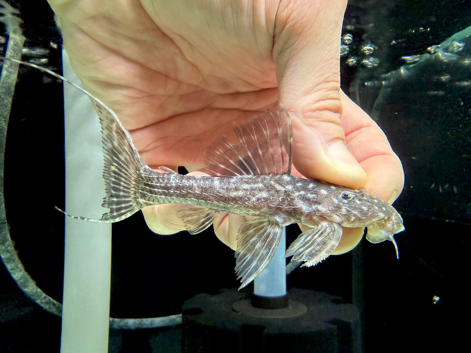 * Pleco *  Pseudacanthicus hystrix (L275 Tailstriped Cactus Pleco) 11cm #27505 (Actual piece)