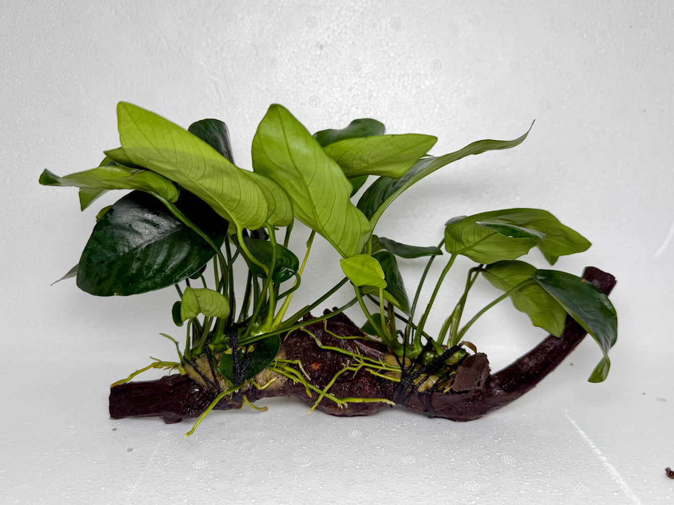 * Plants* Anubias Nana on Spiderwood #96