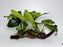 * Plants* Anubias Nana on Spiderwood #96