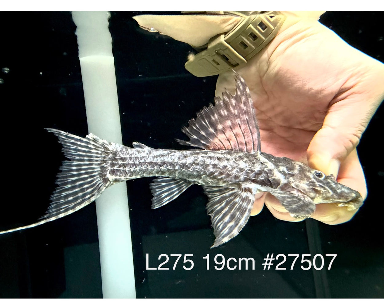 * Pleco *  Pseudacanthicus hystrix (L275 Tailstriped Cactus Pleco) 19cm #27507 (Actual piece)