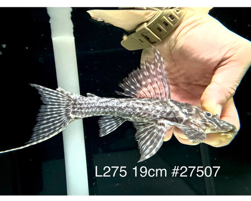 * Pleco *  Pseudacanthicus hystrix (L275 Tailstriped Cactus Pleco) 19cm #27507 (Actual piece)