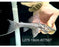 * Pleco *  Pseudacanthicus hystrix (L275 Tailstriped Cactus Pleco) 19cm #27507 (Actual piece)