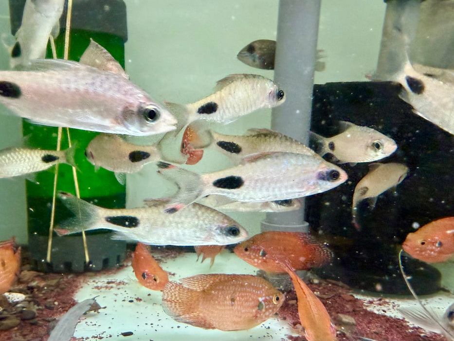 * Tetra/Barb * Dawkinsia assimilis (Mascara Barb)
