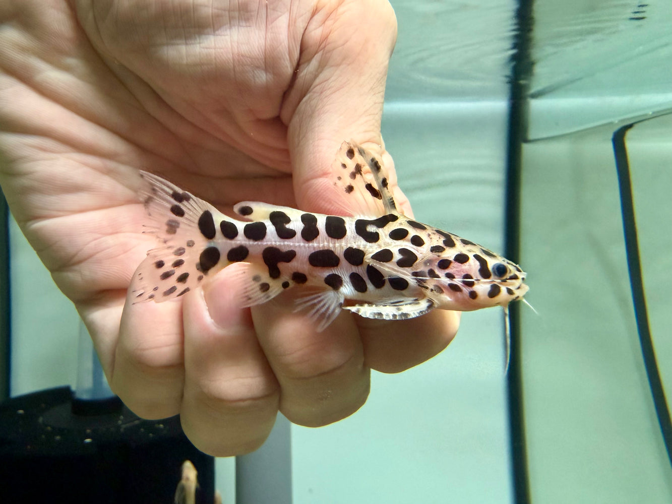 * Catfish * Liosomadoras oncinus BRAZIL "Jaguar Catfish" 7cm #JCB10