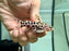 * Catfish * Liosomadoras oncinus BRAZIL "Jaguar Catfish" 7cm #JCB10