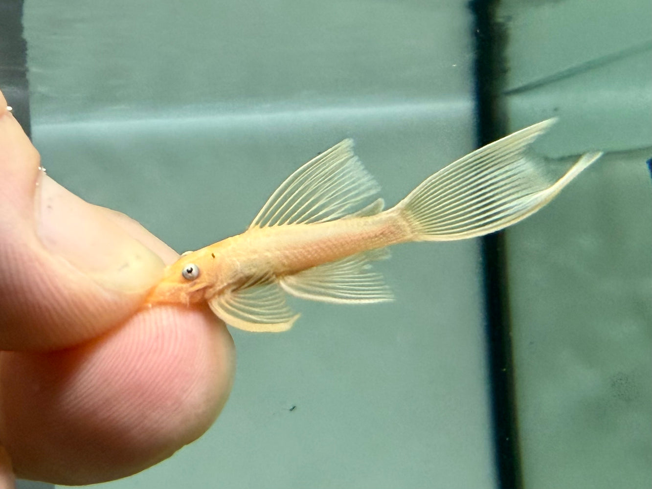* Pleco *  L144 Long Fin 4-5cm