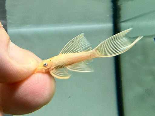 * Pleco *  L144 Long Fin 4-5cm
