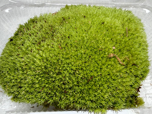 * Plants* Terrarium Moss Tray #TMT