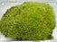 * Plants* Terrarium Moss Tray #TMT