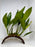 * Plants* Anubias Nana on Coconut #ANCO
