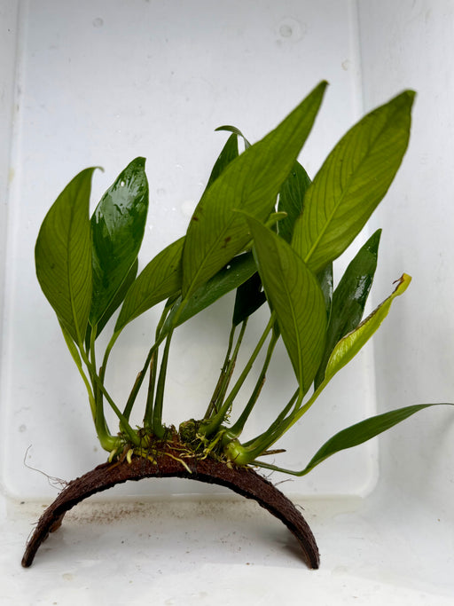* Plants* Anubias Nana on Coconut #ANCO