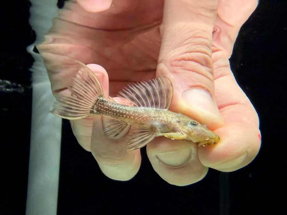 * Pleco * L96 6-8cm