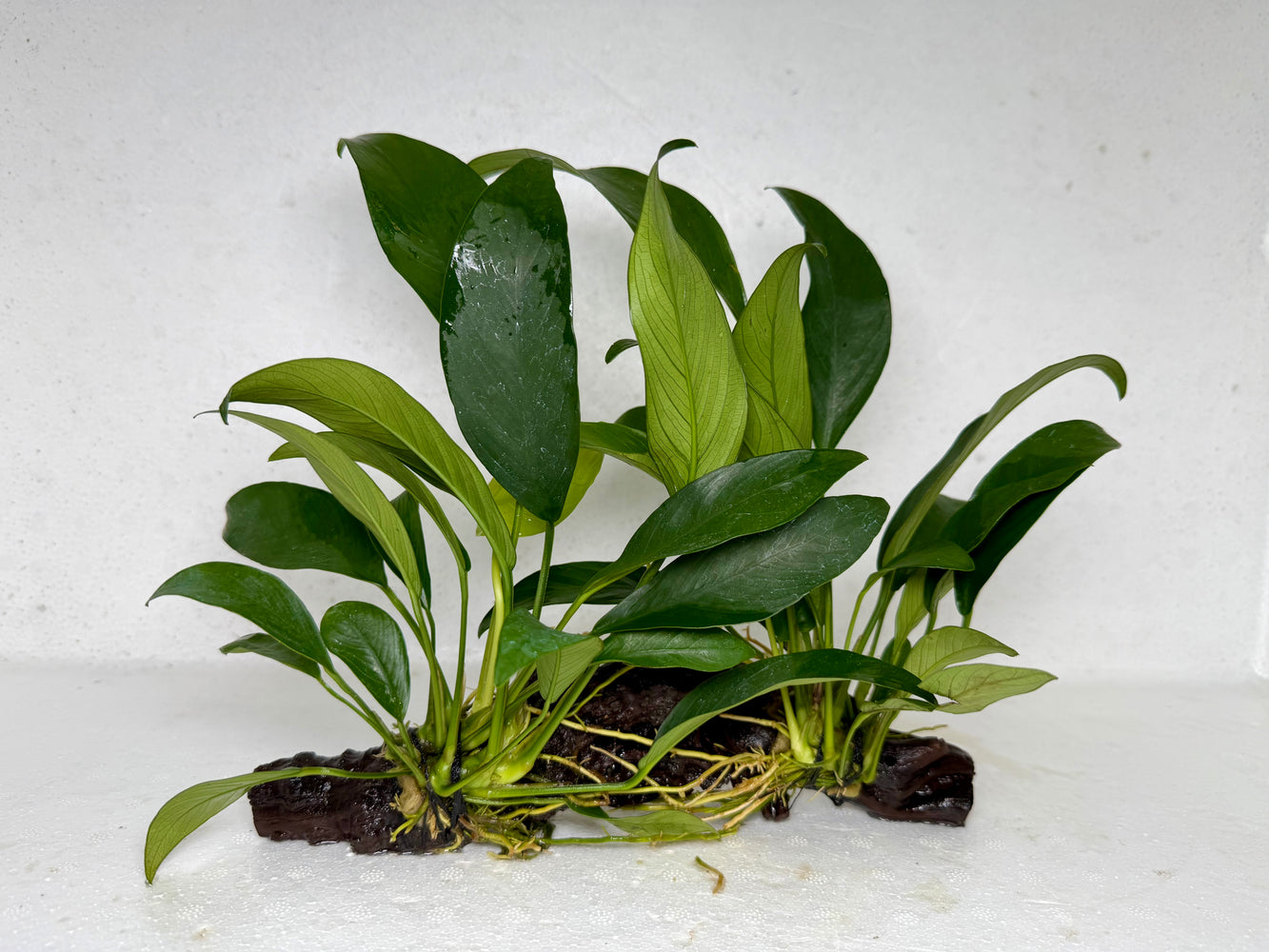 * Plants* Anubias Nana on Spiderwood #80