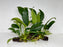 * Plants* Anubias Nana on Spiderwood #80