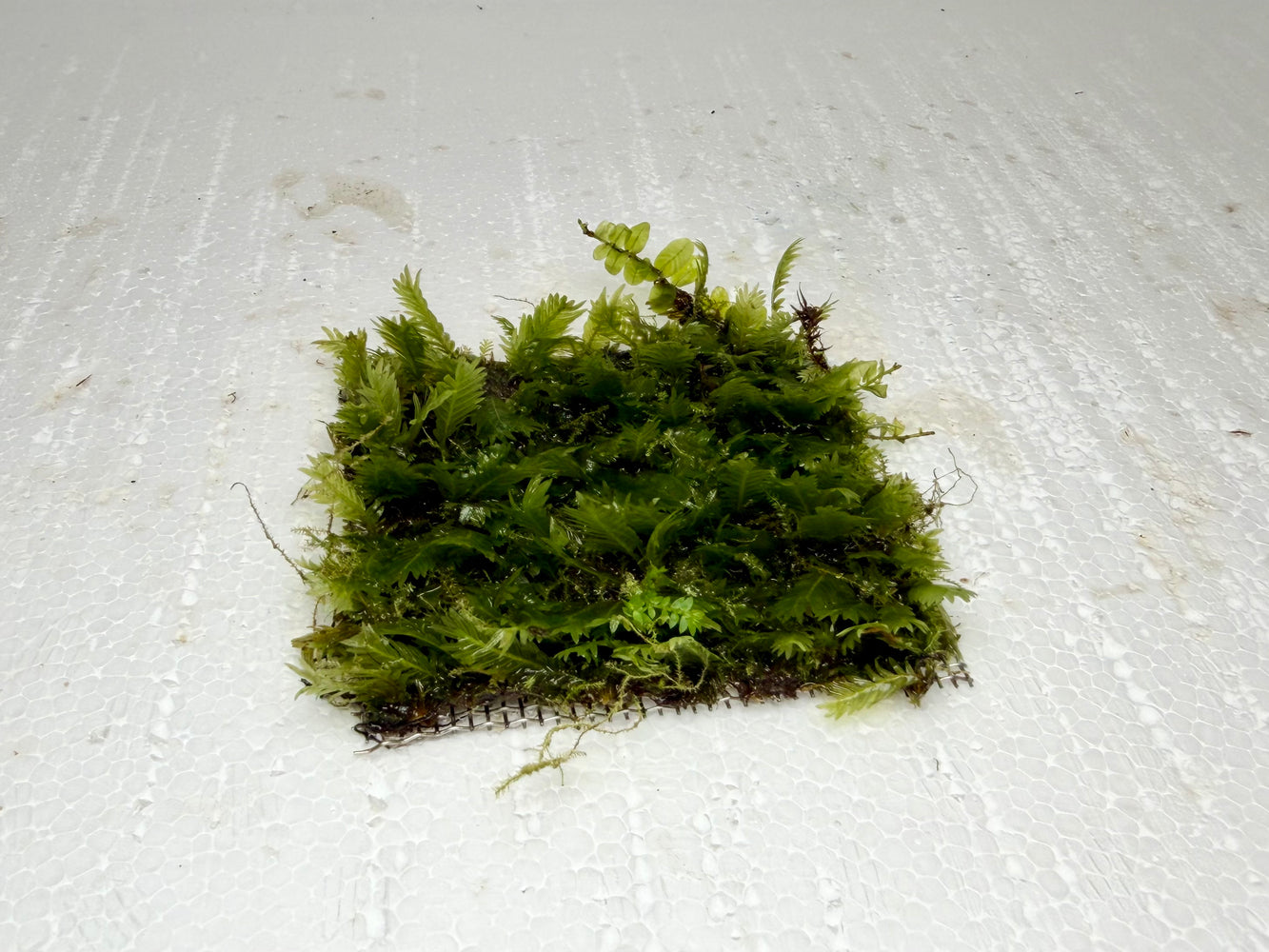 * Plants* Fissidens on mesh #FSM