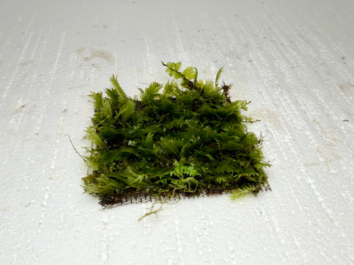 * Plants* Fissidens on mesh #FSM