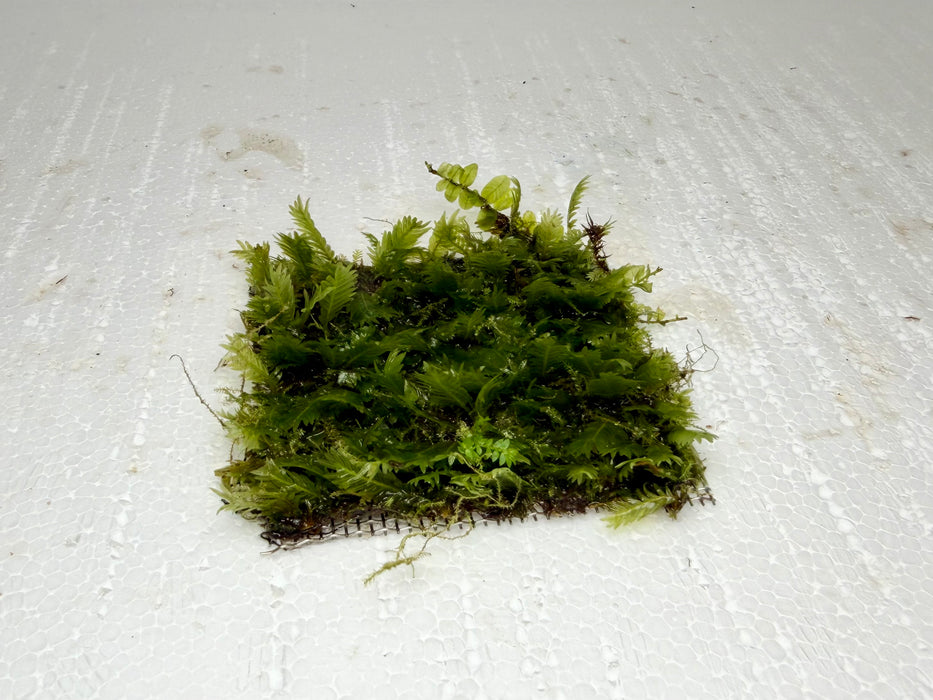 * Plants* Fissidens on mesh #FSM