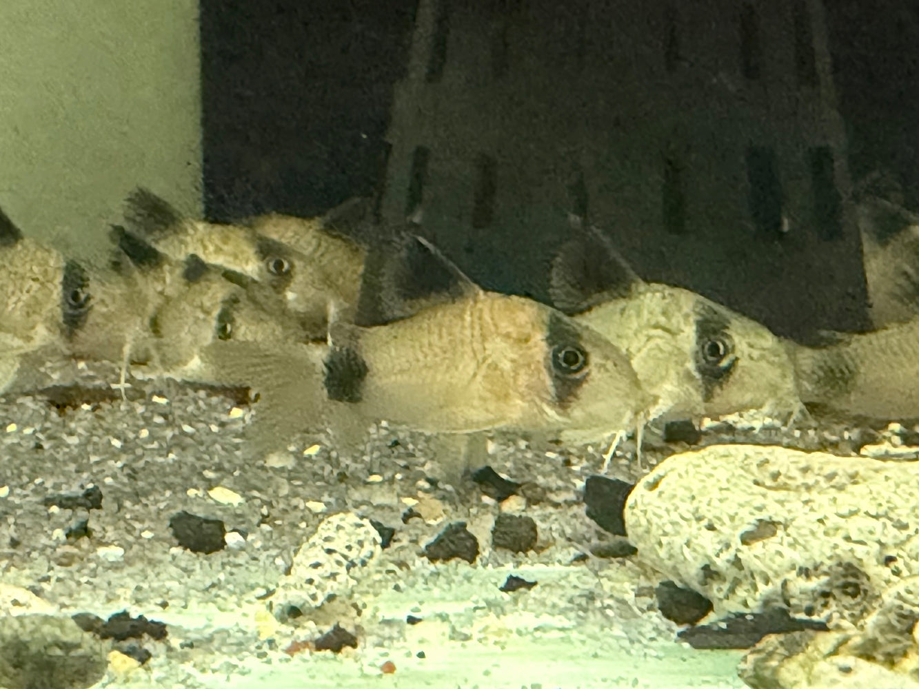 * Corydoras *  Hoplisoma Panda (Panda Cory) 3-4cm