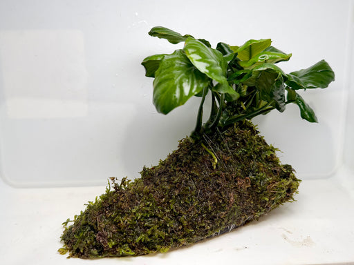 * Plants* Anubias + Moss on driftwood #02
