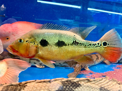* Cichlid * Cichla mirianae FOGO peacock bass 30-35cm