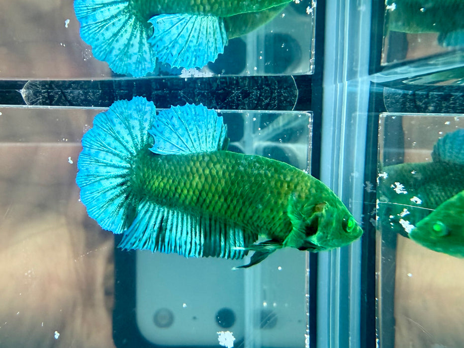 * Betta * HMPK (Actual Fish) #60