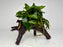 * Plants * Anubias Glabra on Spiderwood #155