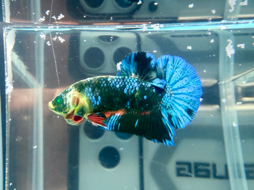 * Betta * HMPK (Actual Fish) #58