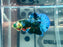 * Betta * HMPK (Actual Fish) #58