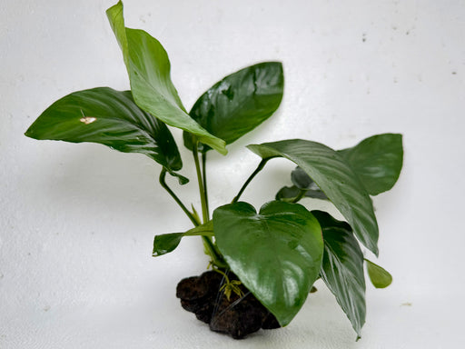 * Plants* Anubias Nana on Rock #14