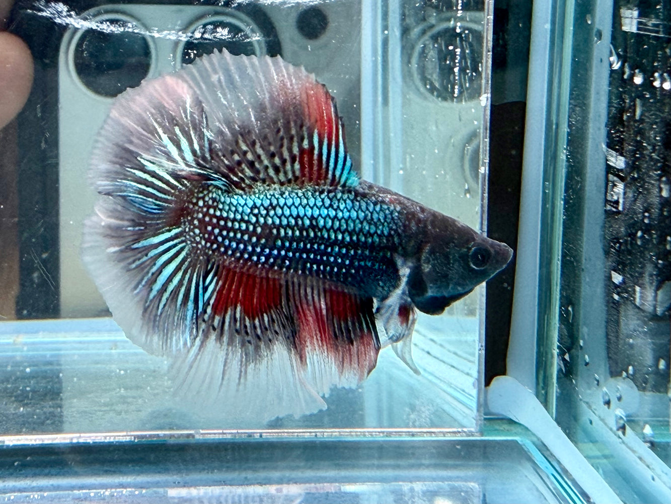 * Betta * Junior DTHM Doubletail Halfmoon (Actual Fish) #33