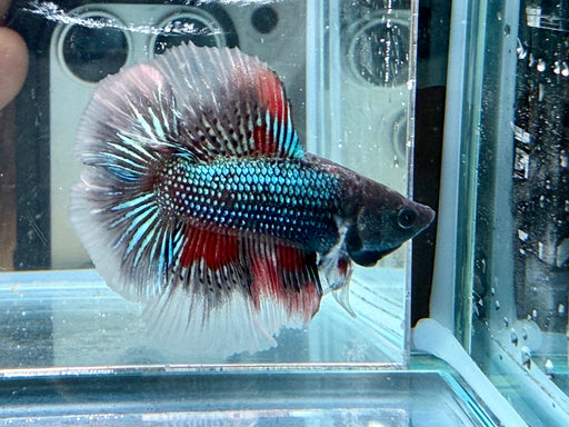 * Betta * Junior DTHM Doubletail Halfmoon (Actual Fish) #33