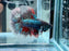 * Betta * Junior DTHM Doubletail Halfmoon (Actual Fish) #33