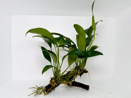* Plants* Anubias Nana On Spiderwood #66