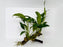 * Plants* Anubias Nana On Spiderwood #66