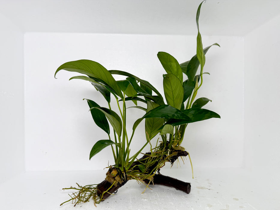 * Plants* Anubias Nana On Spiderwood #66