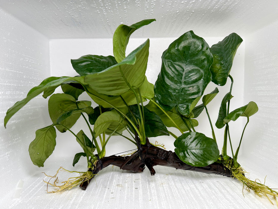 * Plants* Anubias Nana On Spiderwood #35