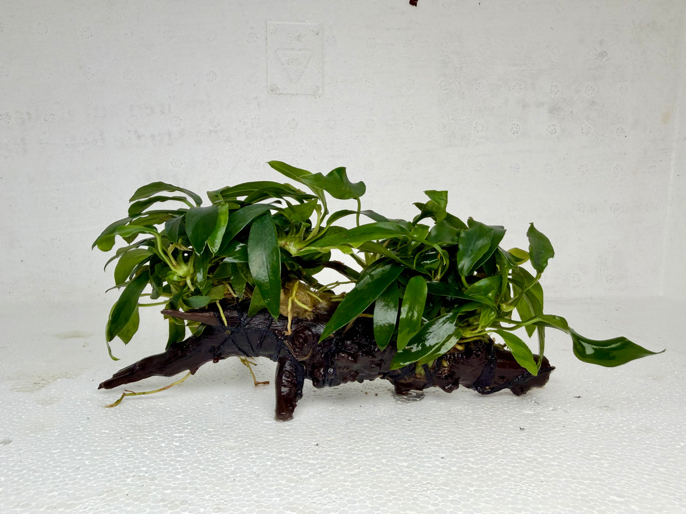 * Plants * Anubias Glabra on Spiderwood #132