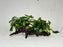 * Plants * Anubias Glabra on Spiderwood #132
