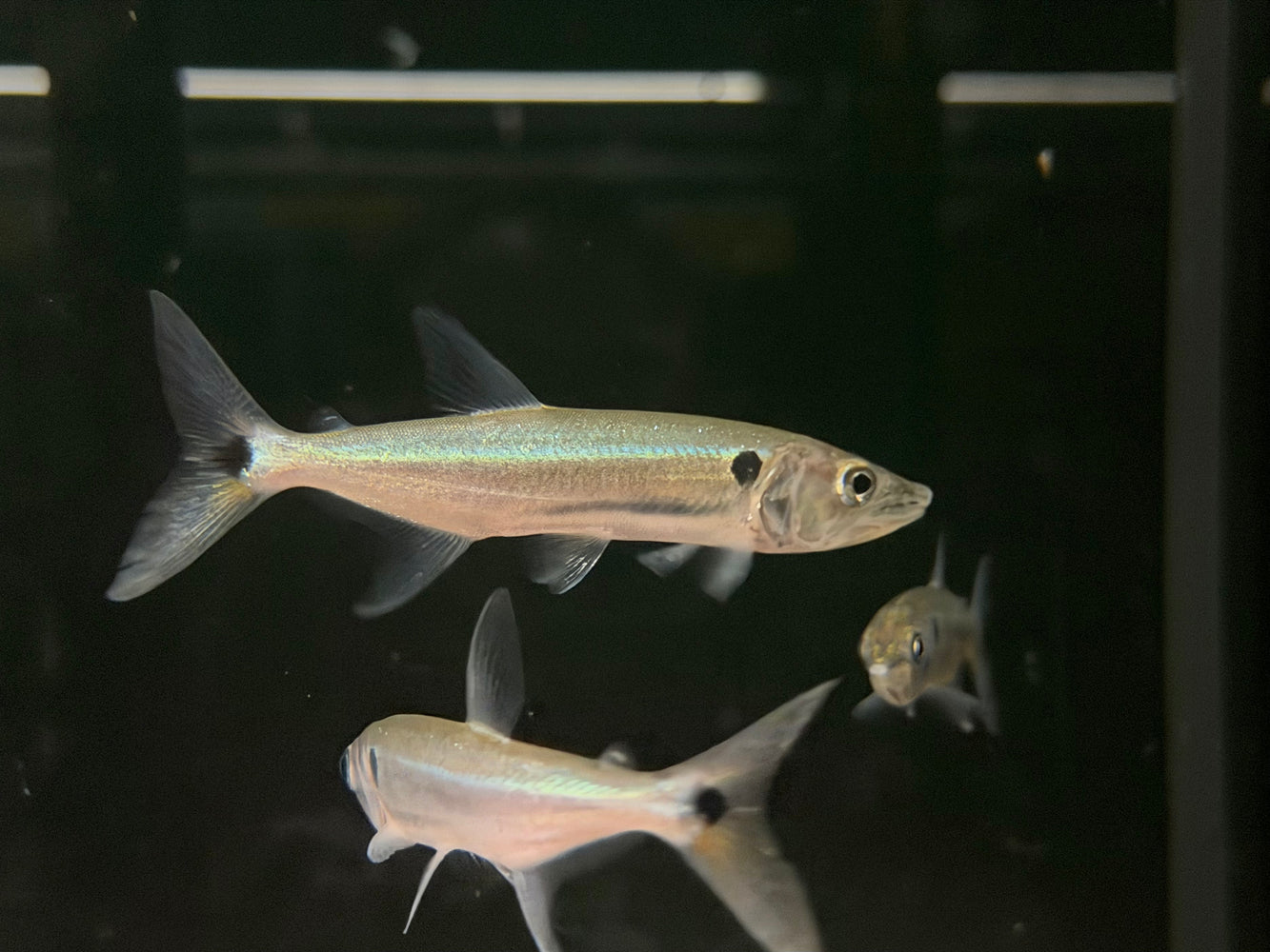 * Other Species *  Acestrorhynchus Falcatus (Red tail Barracuda) 8-10cm