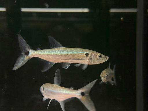 * Other Species *  Acestrorhynchus Falcatus (Red tail Barracuda) 8-10cm