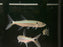 * Other Species *  Acestrorhynchus Falcatus (Red tail Barracuda) 8-10cm