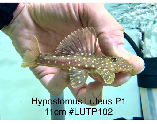 * Pleco *  Hypostomus Luteus phase 1 11cm #LUTP102 (Actual Piece)