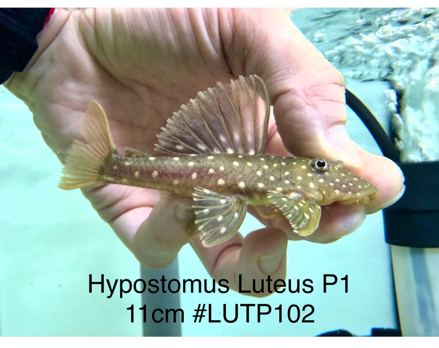 * Pleco *  Hypostomus Luteus phase 1 11cm #LUTP102 (Actual Piece)