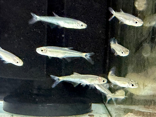 * Tetra/Barb  * Piabucus Dentatus (Piabuco Tetra)