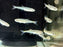 * Tetra/Barb  * Piabucus Dentatus (Piabuco Tetra)