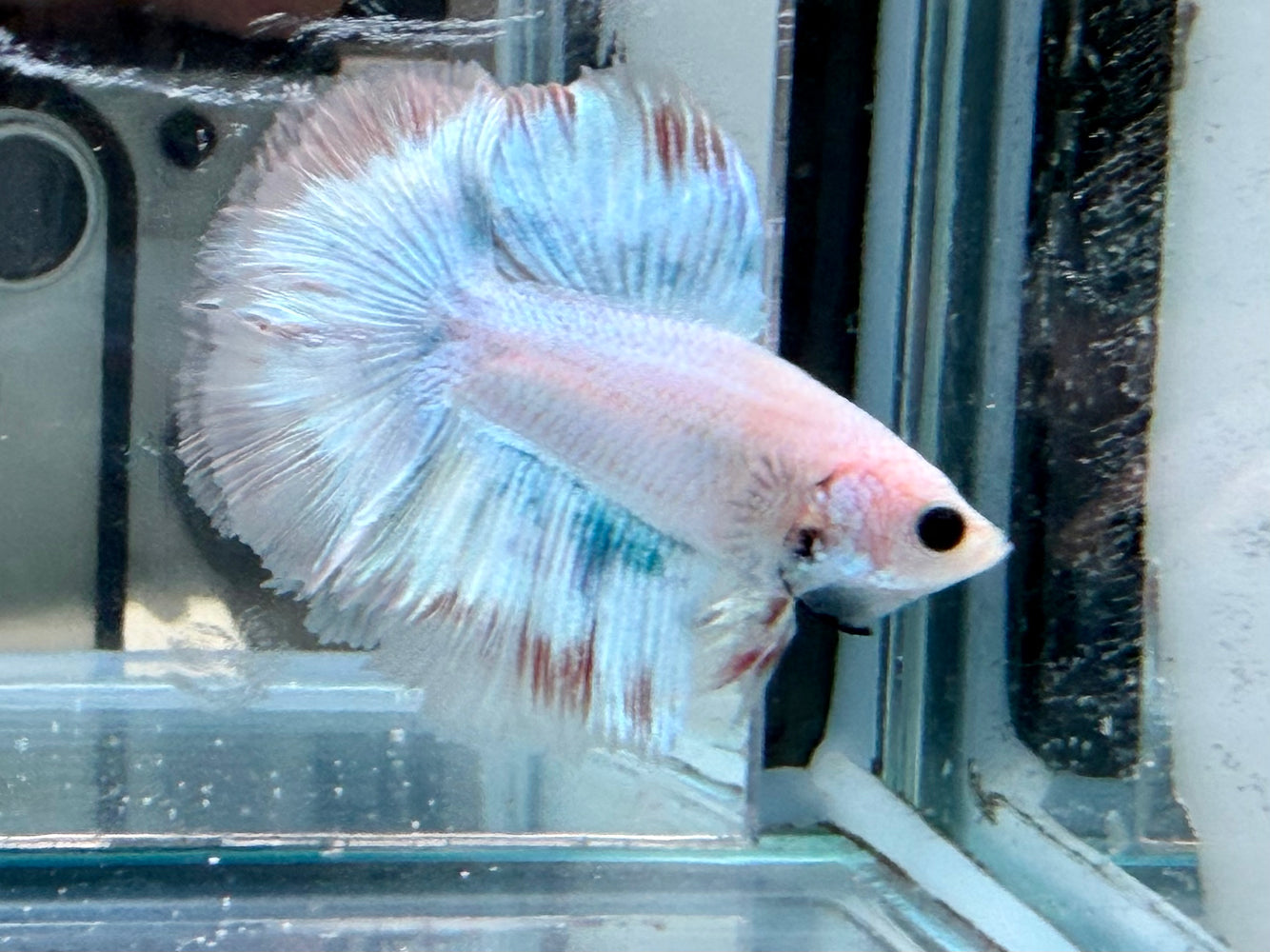 * Betta * Junior DTHM Doubletail Halfmoon (Actual Fish) #32