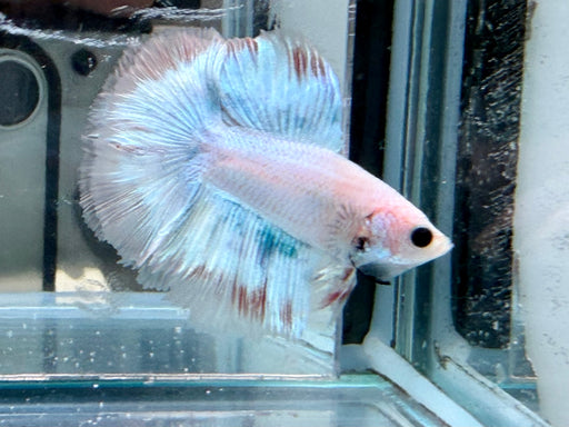 * Betta * Junior DTHM Doubletail Halfmoon (Actual Fish) #32